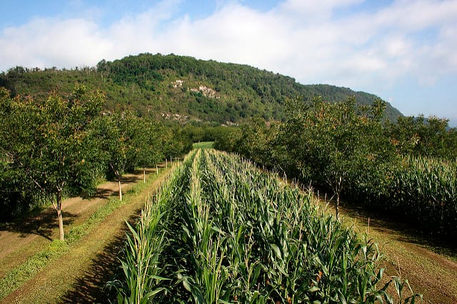 Agroforesterie