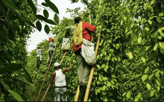 Plantation poivre Côte d'Ivoire